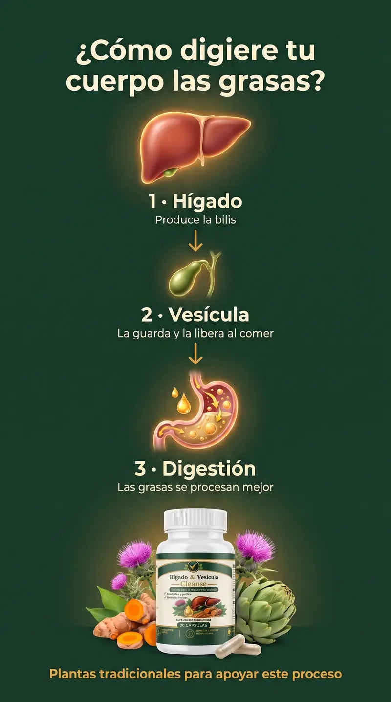 Cómo digiere tu cuerpo las grasas: el hígado produce la bilis, la vesícula la guarda y la libera al comer